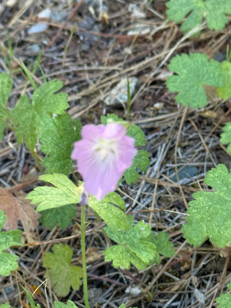 Sidalcea asprella — parent species of Sidalcea asprella subsp. asprella