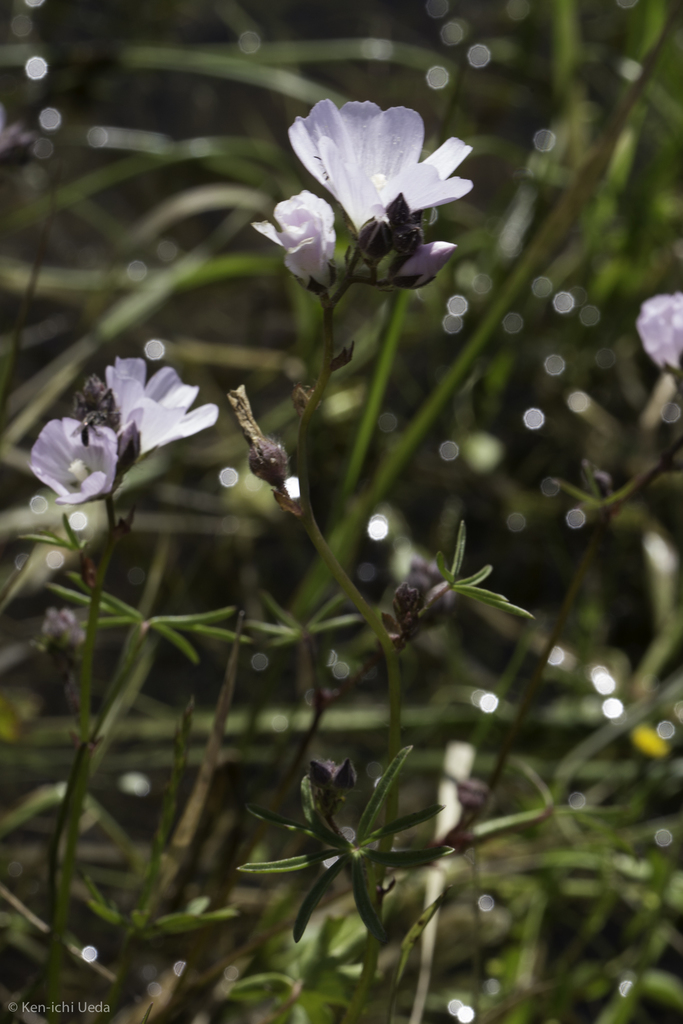 Sidalcea calycosa (Vernal pool checkerbloom), native California herb