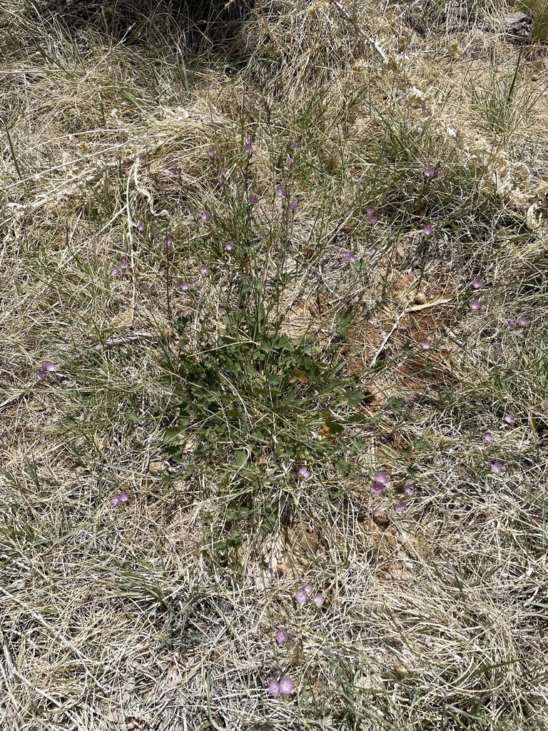 Sidalcea covillei (Owens valley checkerbloom), native California herb