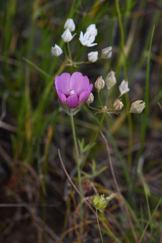 Sidalcea diploscypha (Fringed checkerbloom), native California herb