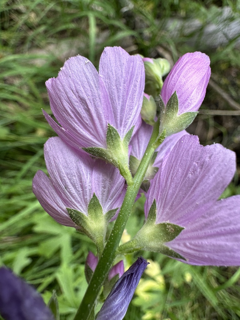 Sidalcea gigantea (Giant checkerbloom), native California herb