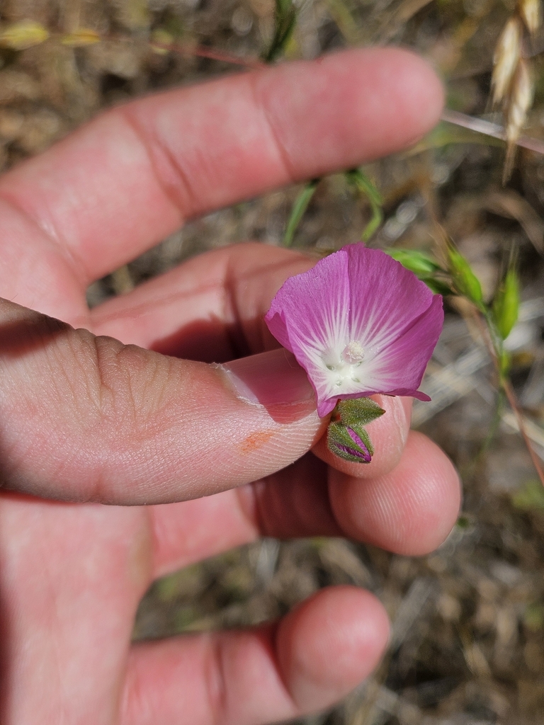 Sidalcea glaucescens (Waxy checkerbloom), native California herb