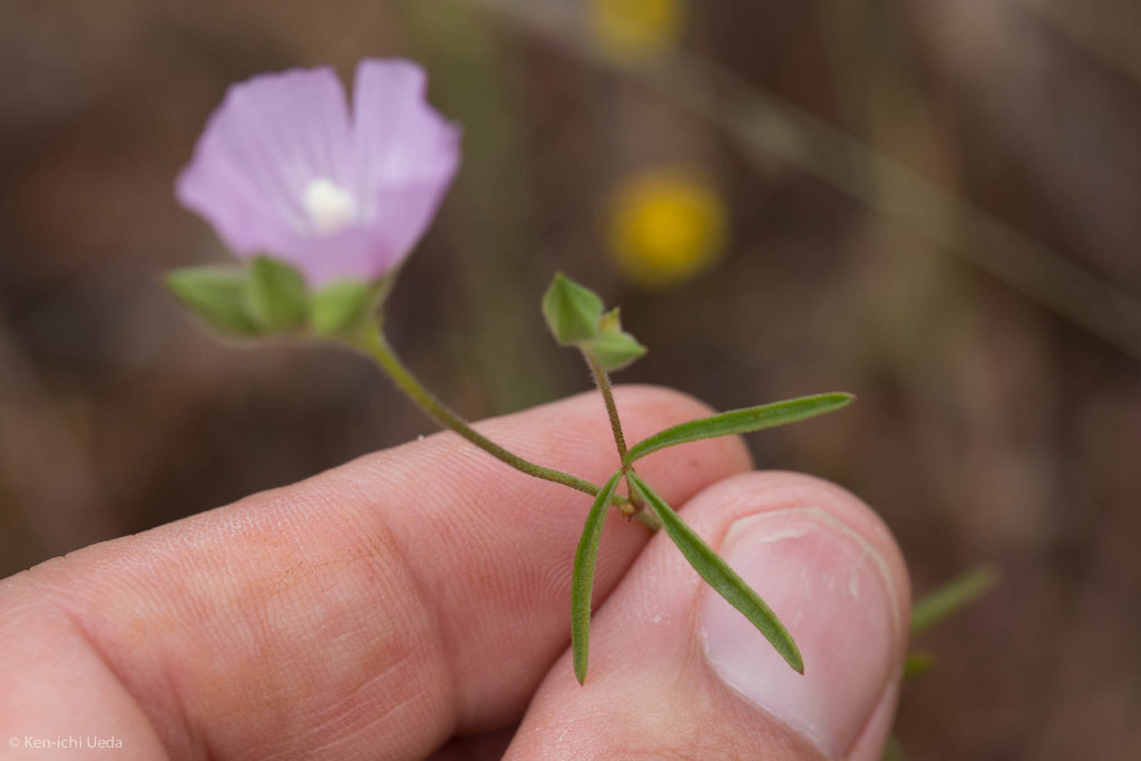 Sidalcea hartwegii (Hartweg's checkerbloom), native California herb
