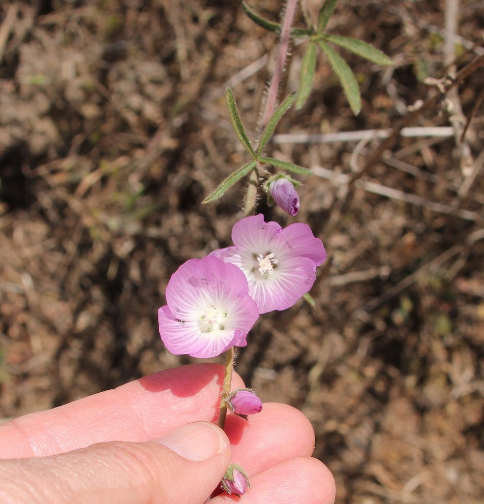 Sidalcea hirsuta (Hairy checkerbloom), native California herb