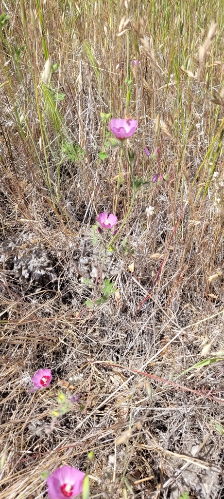 Sidalcea keckii (Keck's checkerbloom), native California herb