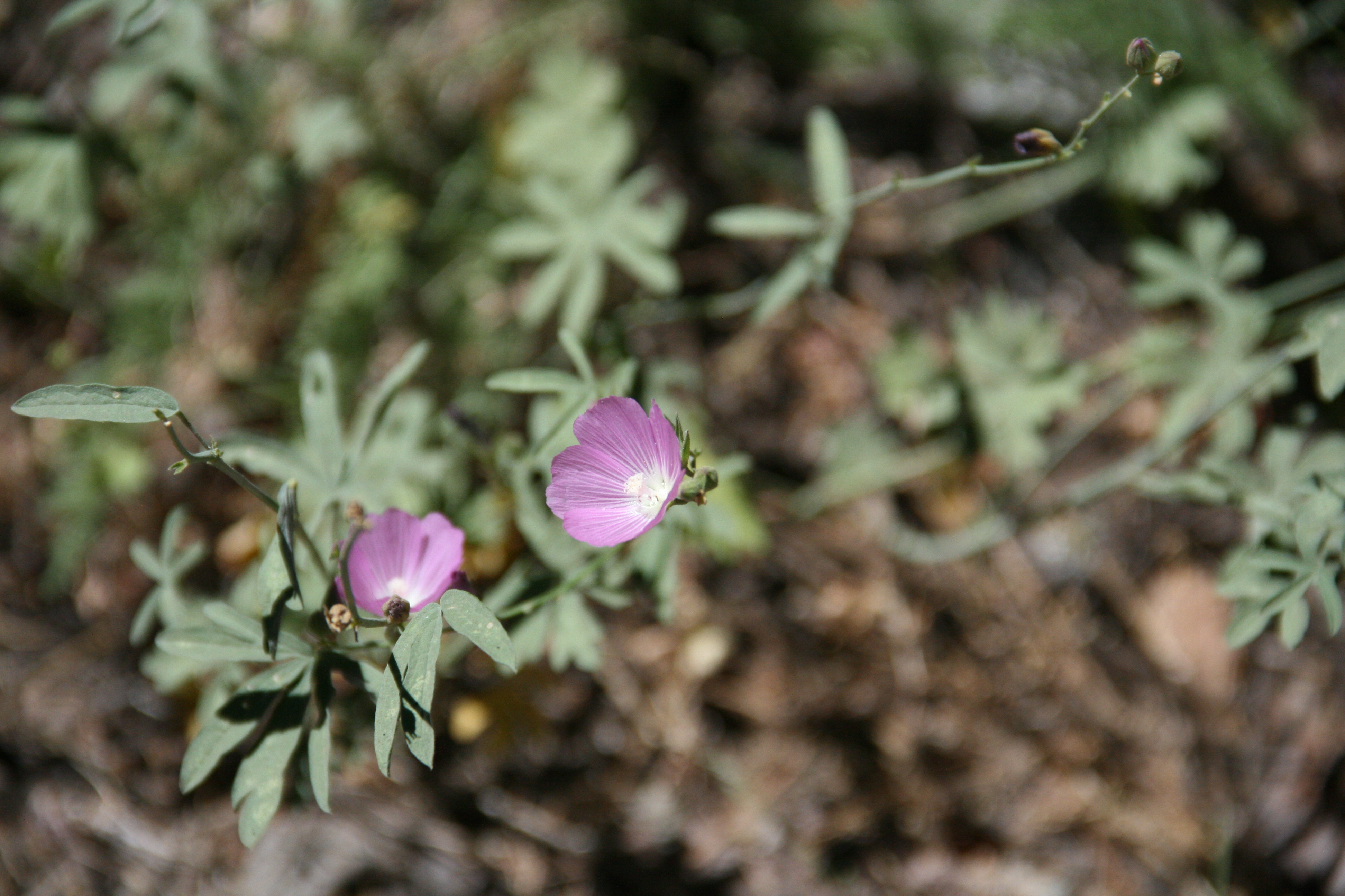 Sidalcea malviflora (Checkerbloom), native California subshrub