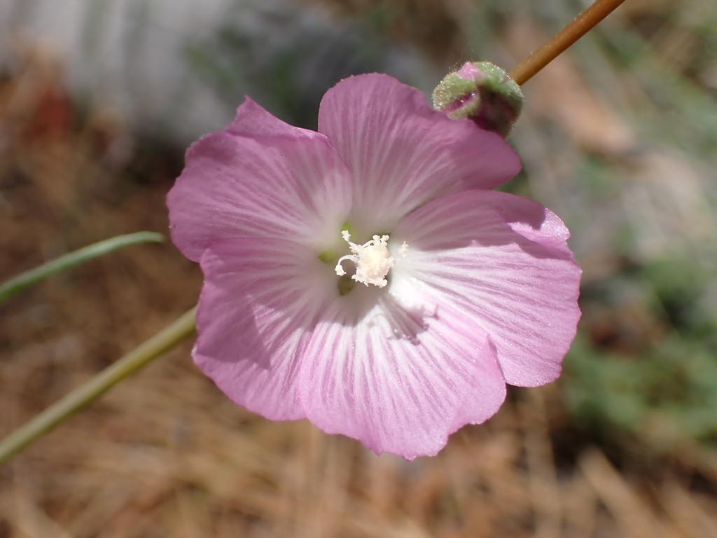 Sidalcea multifida (Cut-leaf checkerbloom), native California subshrub