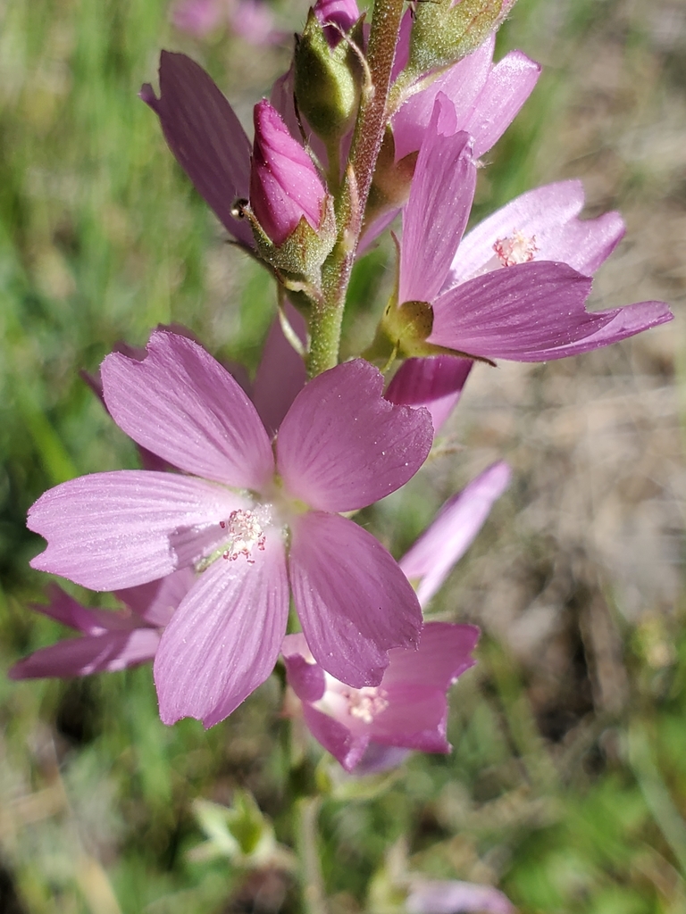 Sidalcea oregana subsp. eximia (Coast checkerbloom), native California subshrub