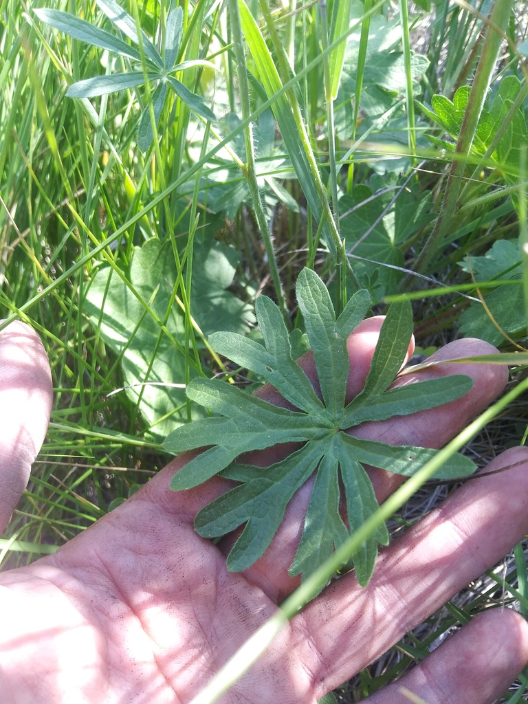 Sidalcea oregana subsp. spicata, native California subshrub