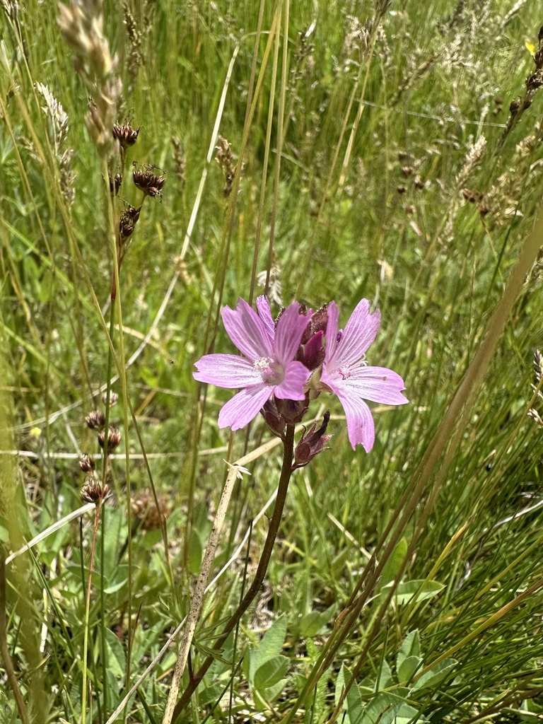 Sidalcea pedata (Bird-foot checkerbloom), native California herb