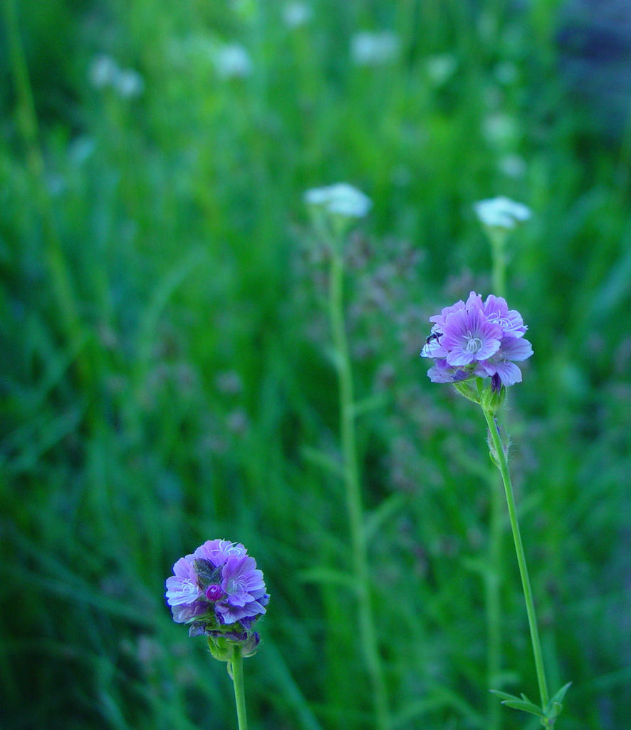 Sidalcea ranunculacea (Marsh checker mallow), native California herb