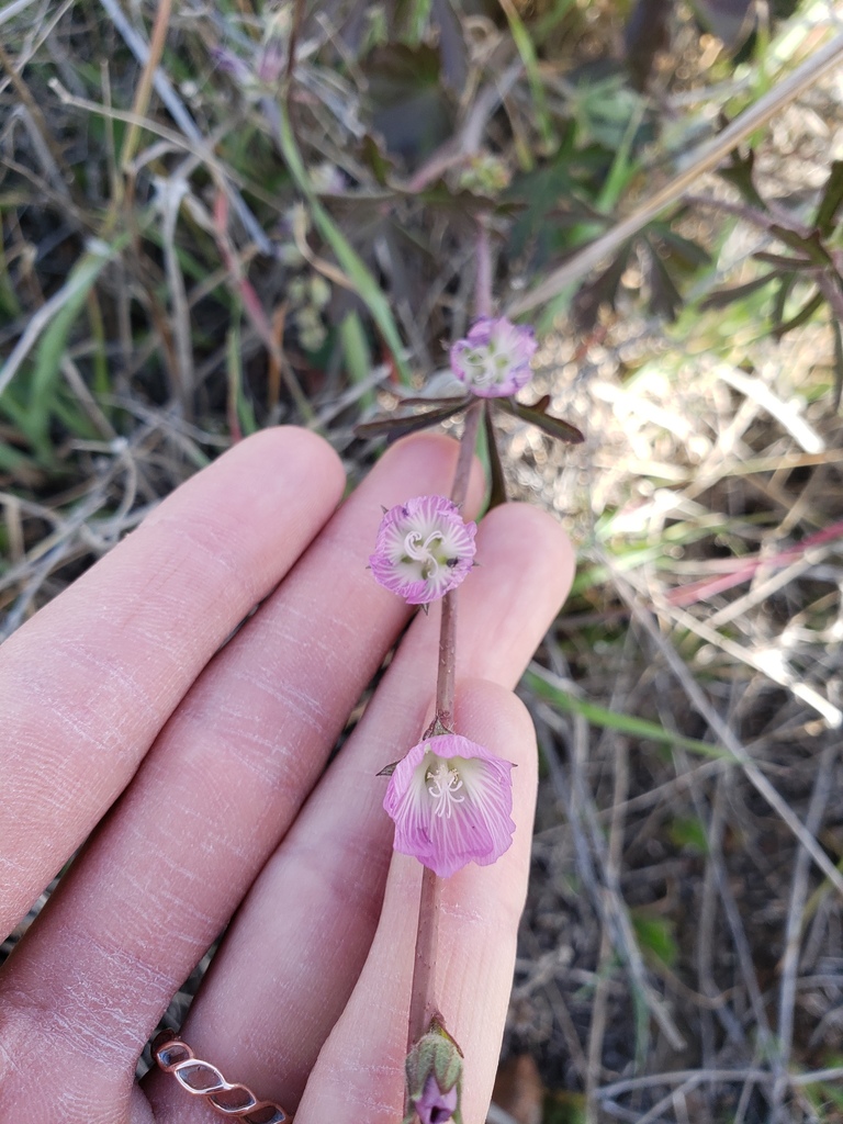 Sidalcea sparsifolia (Southern checkerbloom), native California subshrub