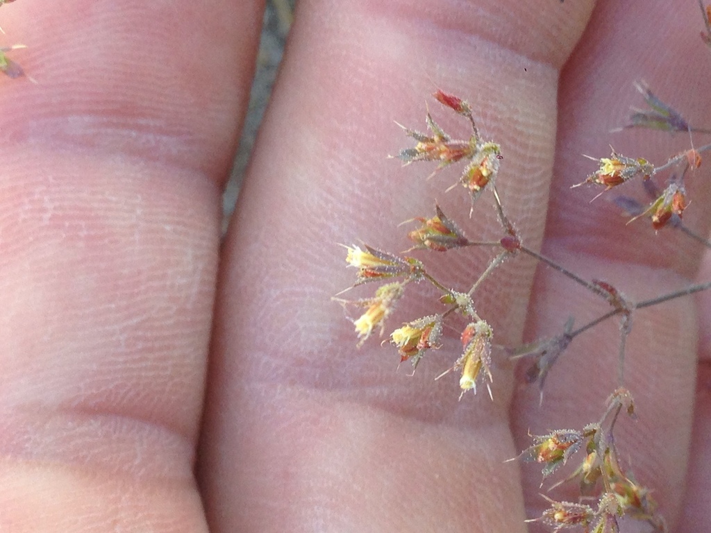 Sidotheca caryophylloides (Chickweed oxytheca), native California herb