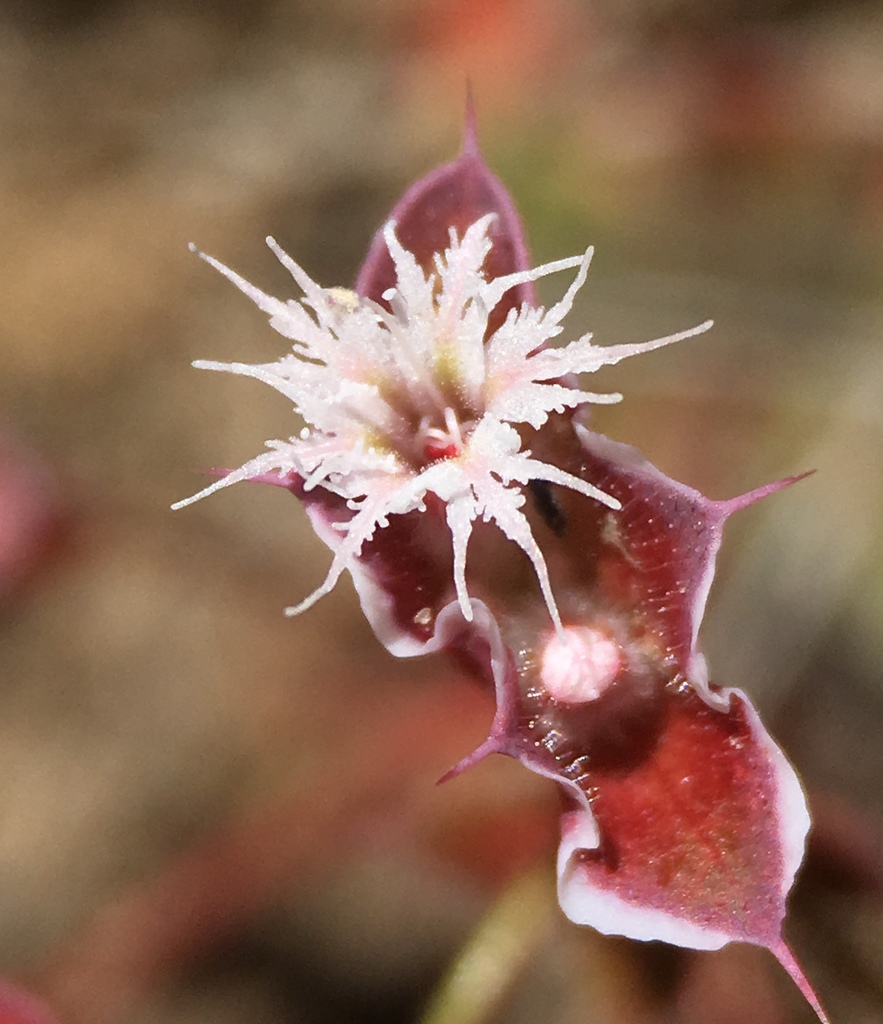 Sidotheca emarginata (White-margined oxytheca), native California herb