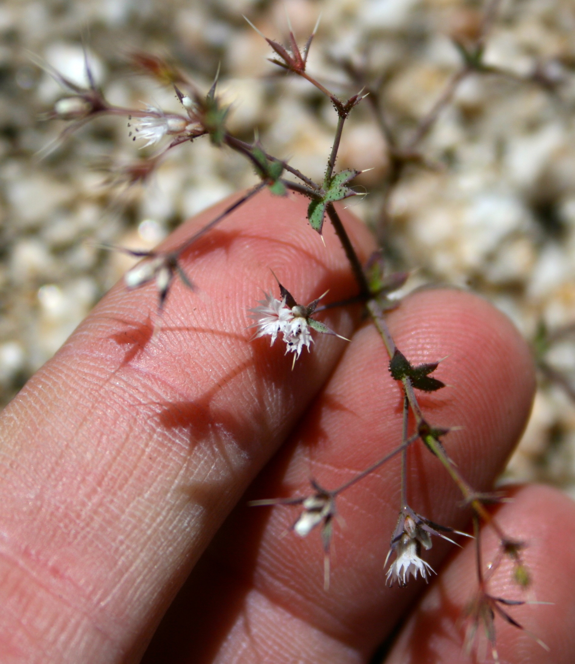 Sidotheca trilobata (Three-lobed starry puncturebract), native California herb
