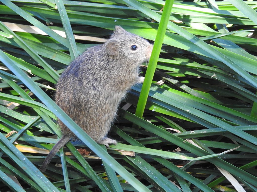 Sigmodon arizonae (Arizona Cotton Rat), California species