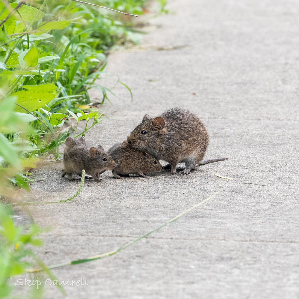 Sigmodon arizonae plenus (Colorado River Cotton Rat), California species