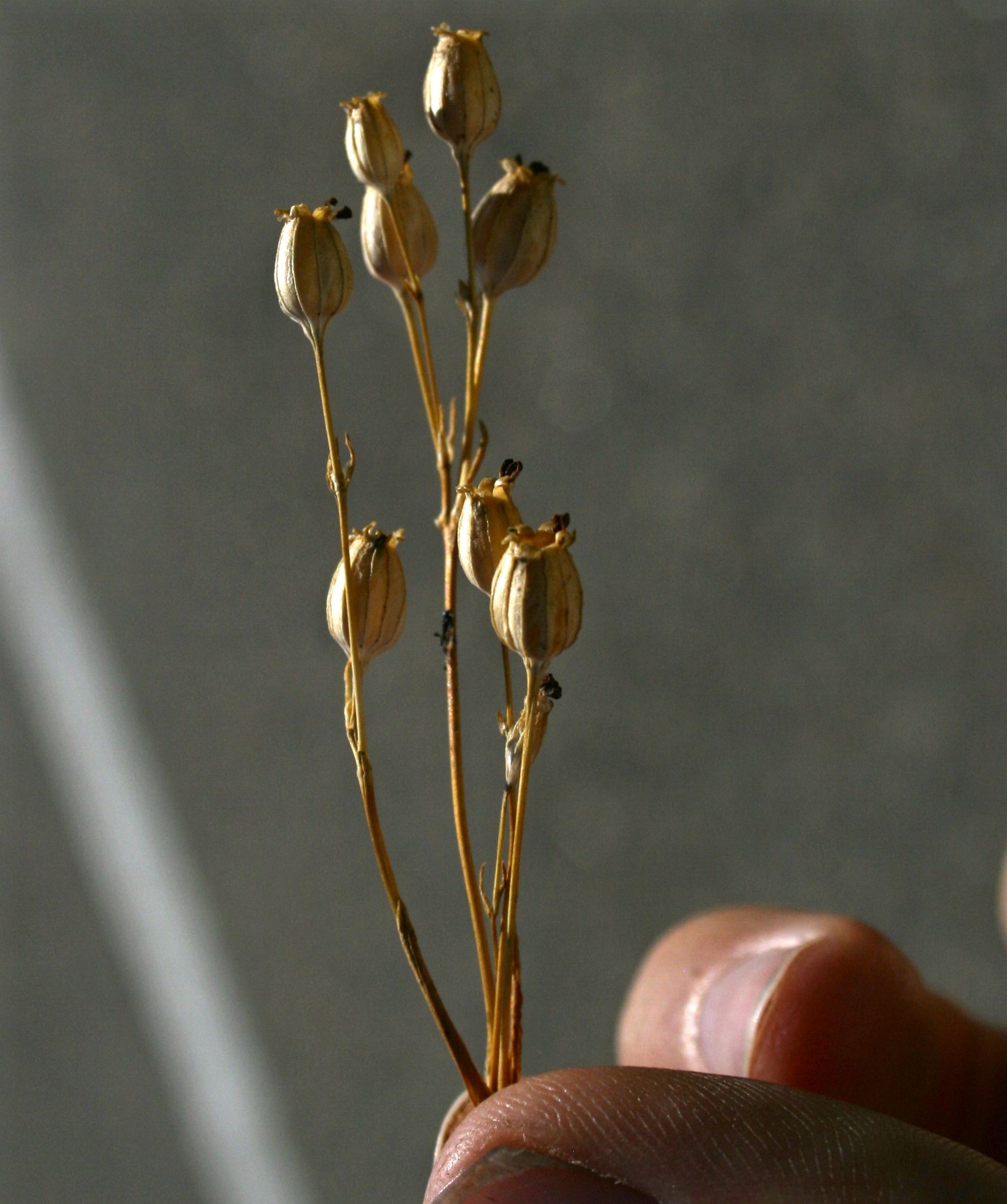 Silene antirrhina (Sleepy catchfly), native California herb