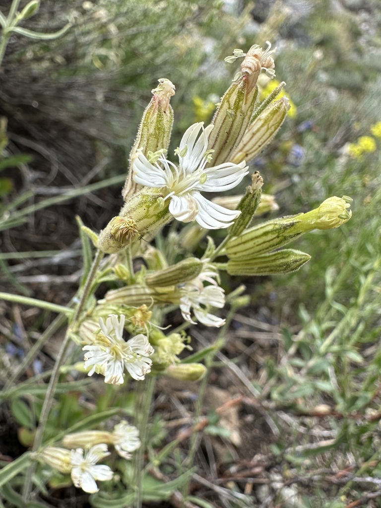 Silene bernardina (Palmer's catchfly), native California herb