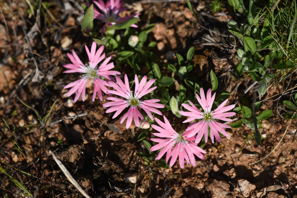 Silene bolanderi (Bolander's catchfly), native California perennial