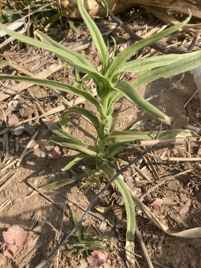 Silene conoidea (Large sand catchfly), non-native California herb