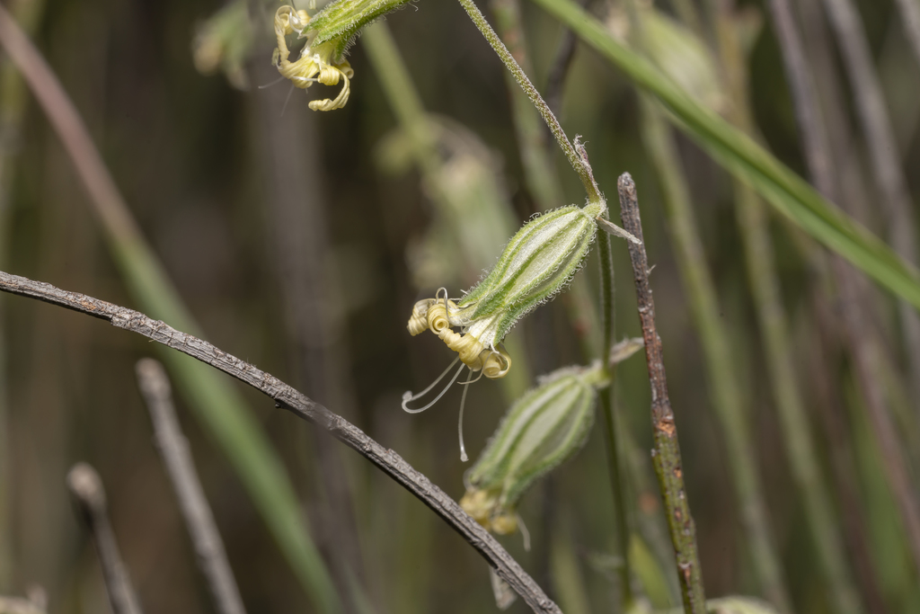 Silene dichotoma subsp. dichotoma (Forked catchfly), non-native California annual