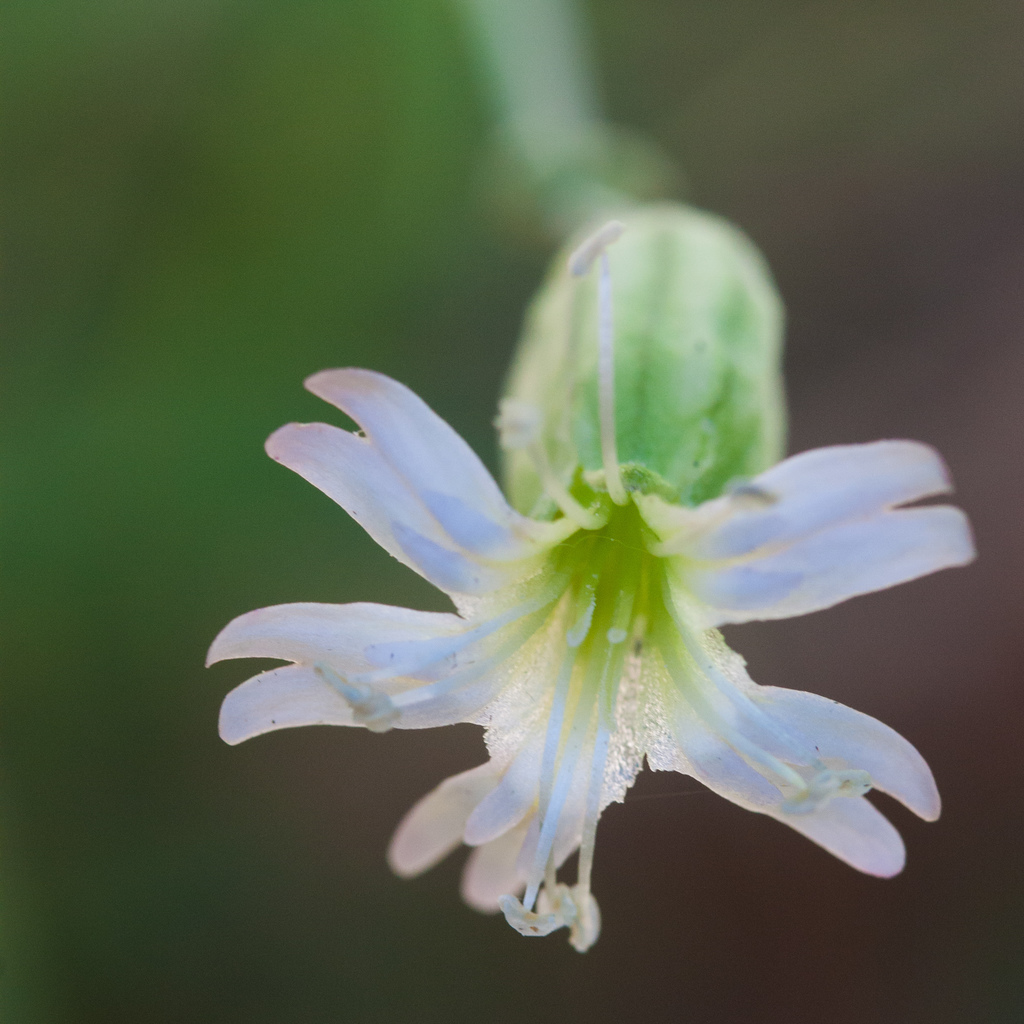 Silene douglasii var. douglasii (Douglas' catchfly), native California herb