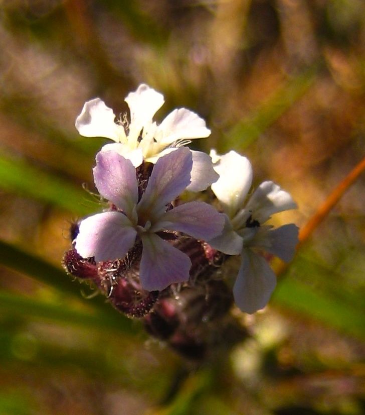 Silene gallica (Small-flower catchfly), non-native California herb