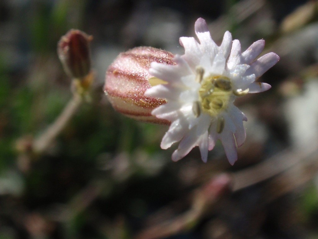 Silene grayi (Gray's catchfly), native California herb