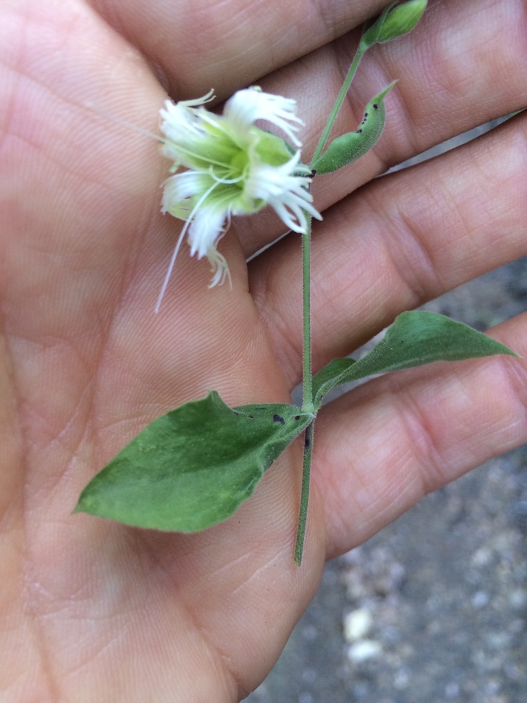 Silene greenei — parent species of Silene greenei subsp. angustifolia