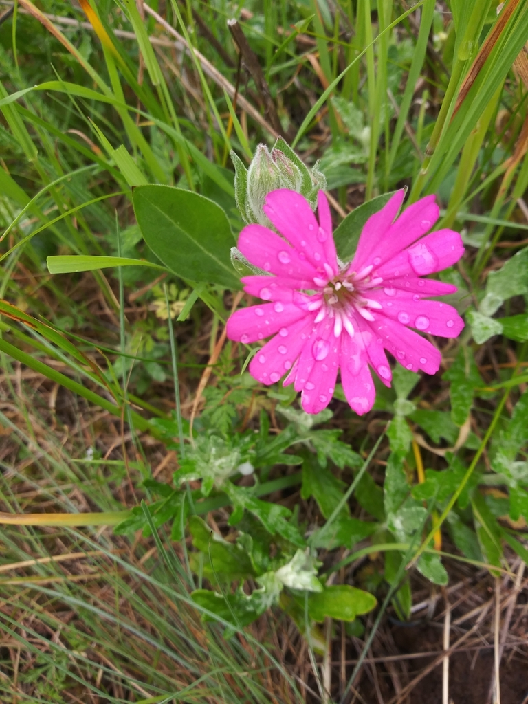 Silene hookeri (Hooker's catchfly), native California herb