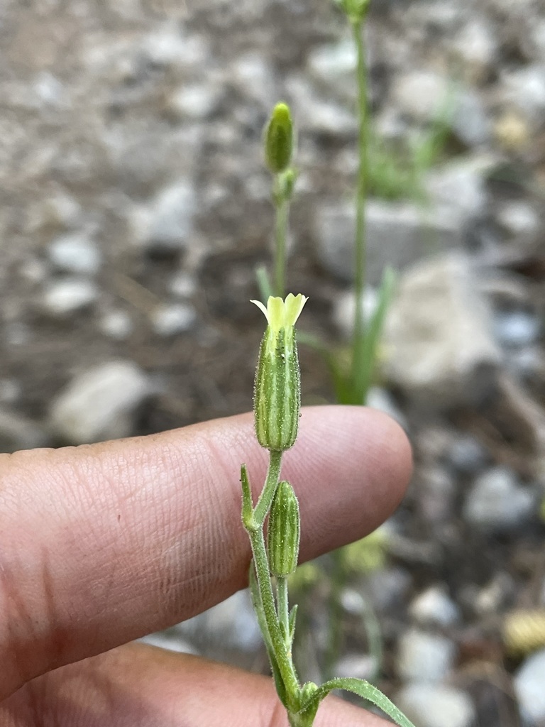 Silene invisa (Short-petaled campion), native California herb