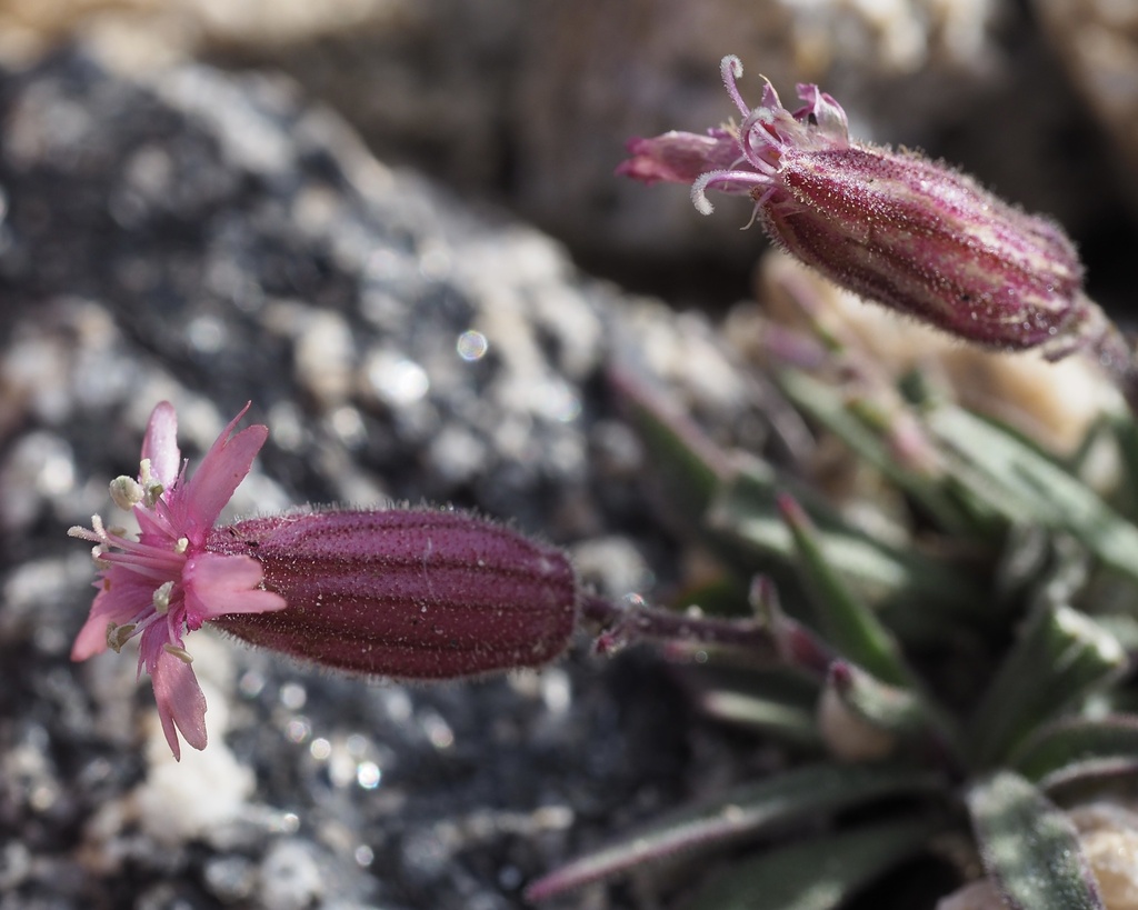 Silene krantzii (Krantz's catchfly), native California perennial