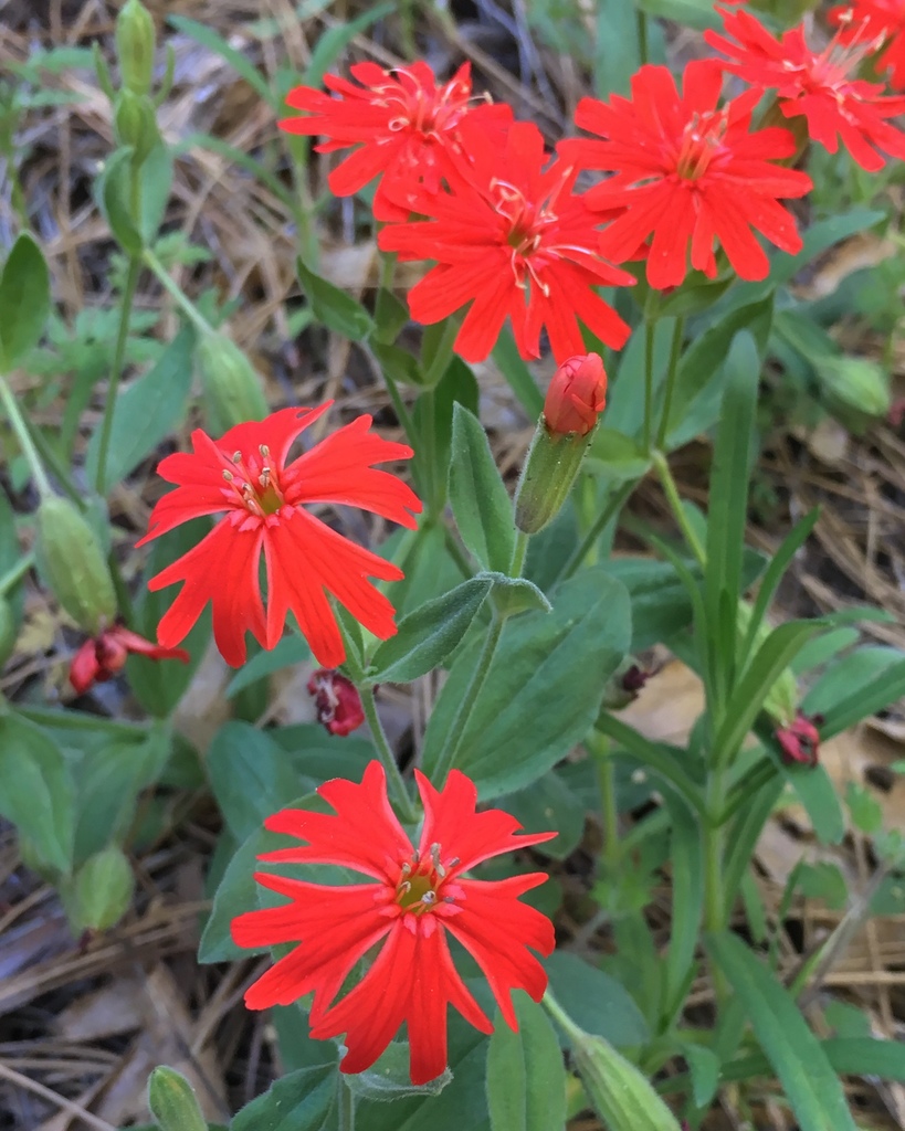 Silene laciniata subsp. laciniata (Mexican pink), native California herb