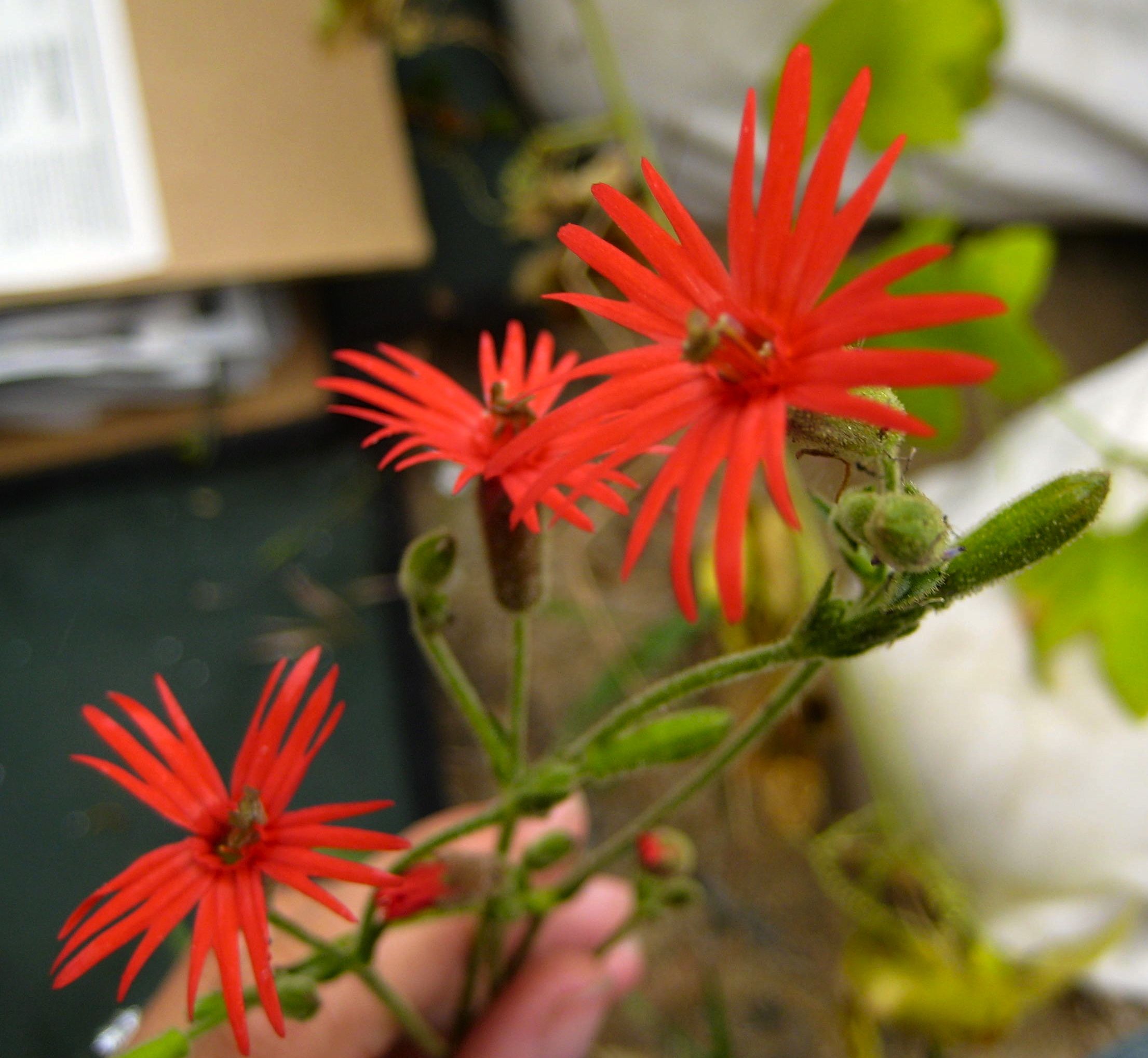 Silene laciniata (Cardinal catchfly), native California herb