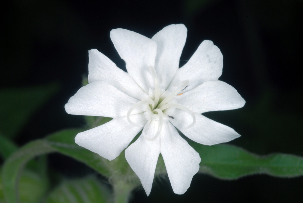 Silene latifolia (White campion), non-native California herb