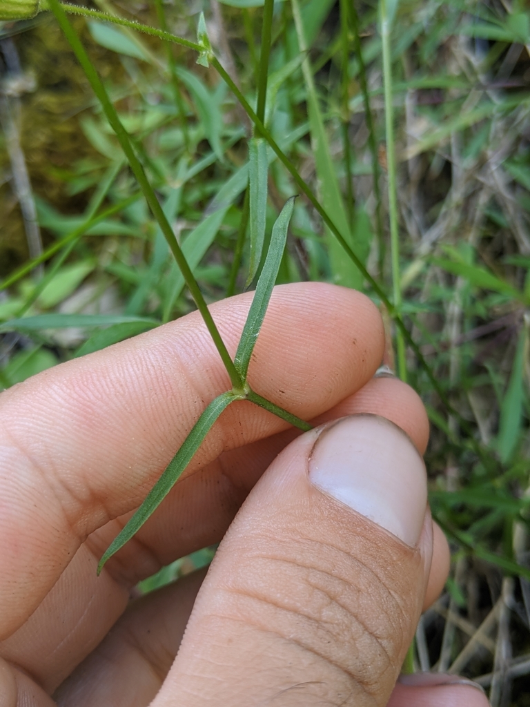 Silene lemmonii (Lemmon's catchfly), native California herb