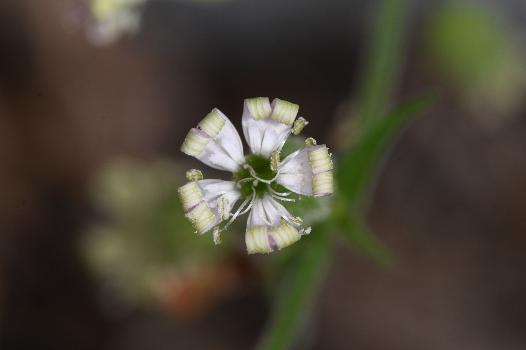 Silene marmorensis (Marble mountain campion), native California herb