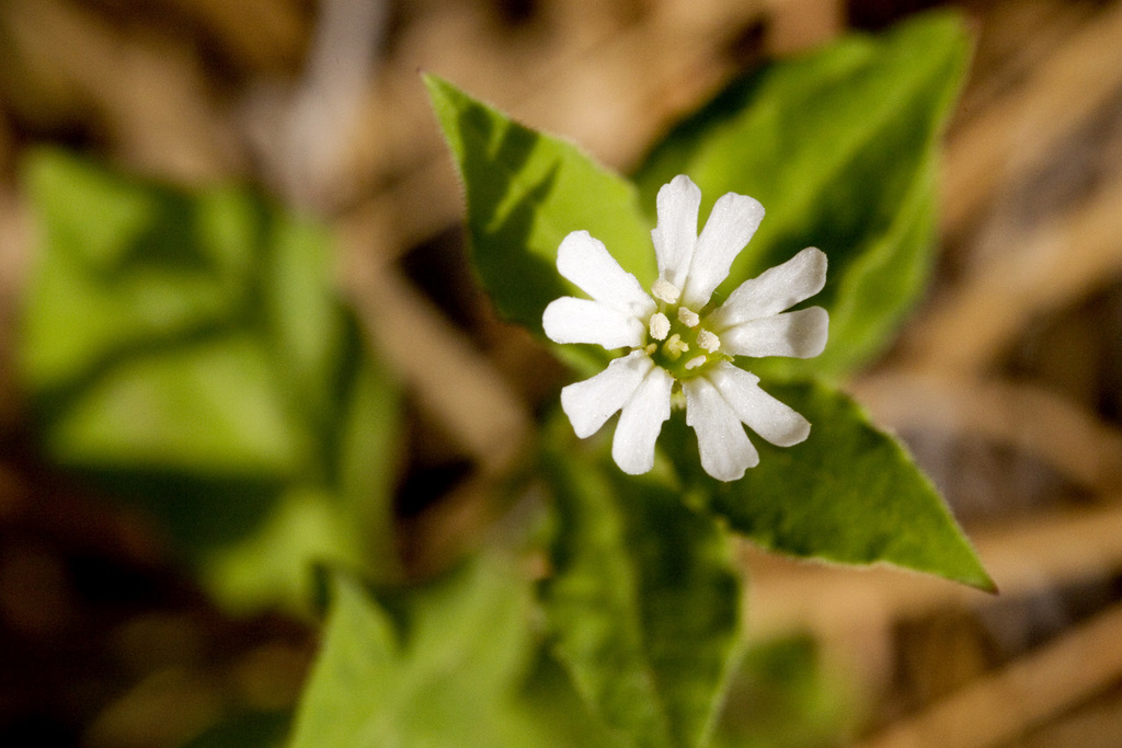 Silene menziesii (Menzies' catchfly), native California herb