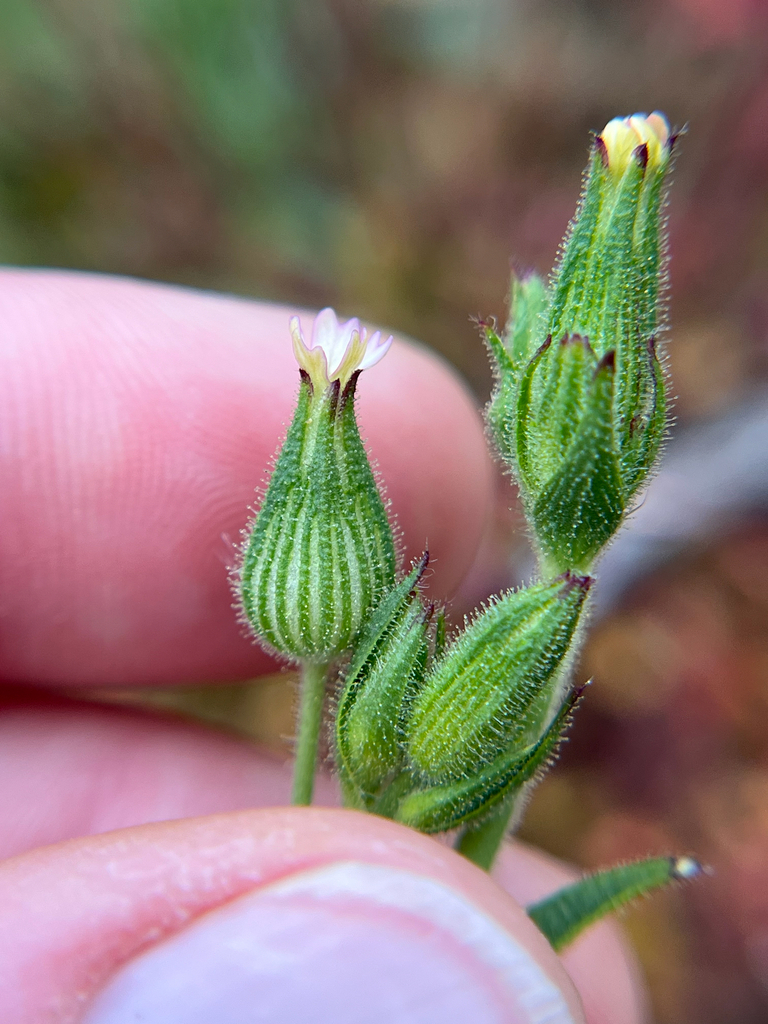 Silene multinervia (Multinerved catchfly), native California herb