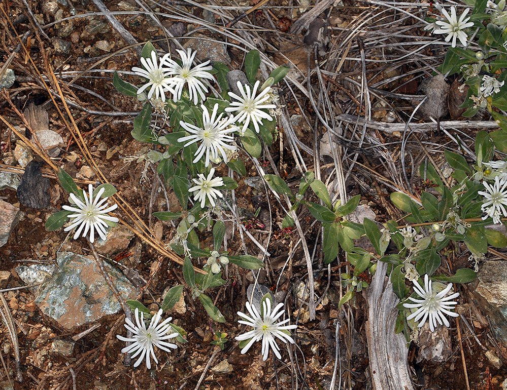 Silene nelsonii (Nelson's stringflower), native California perennial