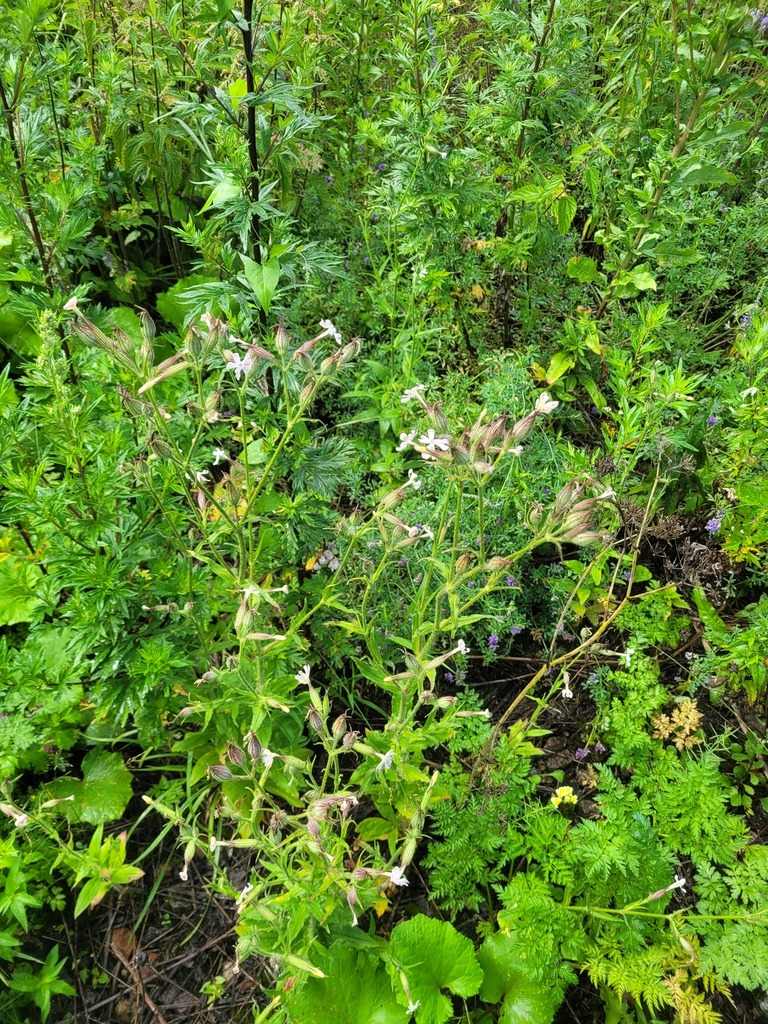 Silene noctiflora (Night-flowering catchfly), non-native California herb