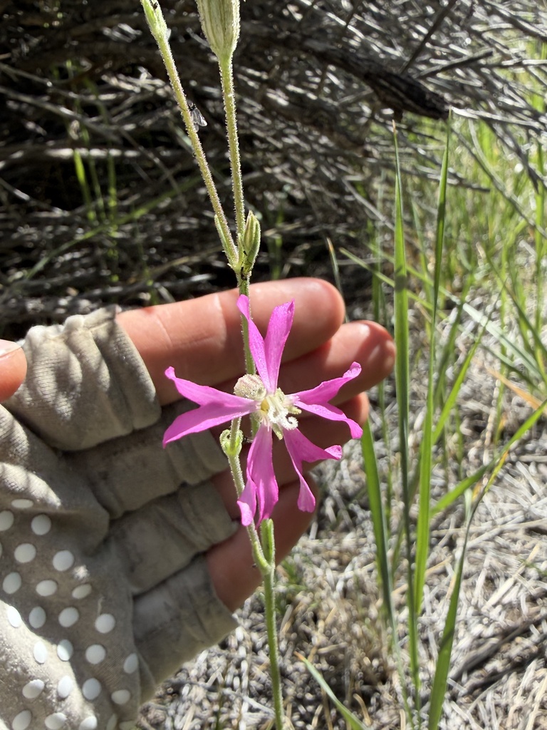 Silene nuda (Sticky catchfly), native California herb