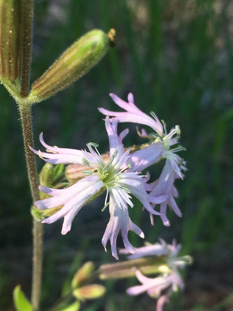Silene occidentalis — parent species of Silene occidentalis ssp. longistipitata