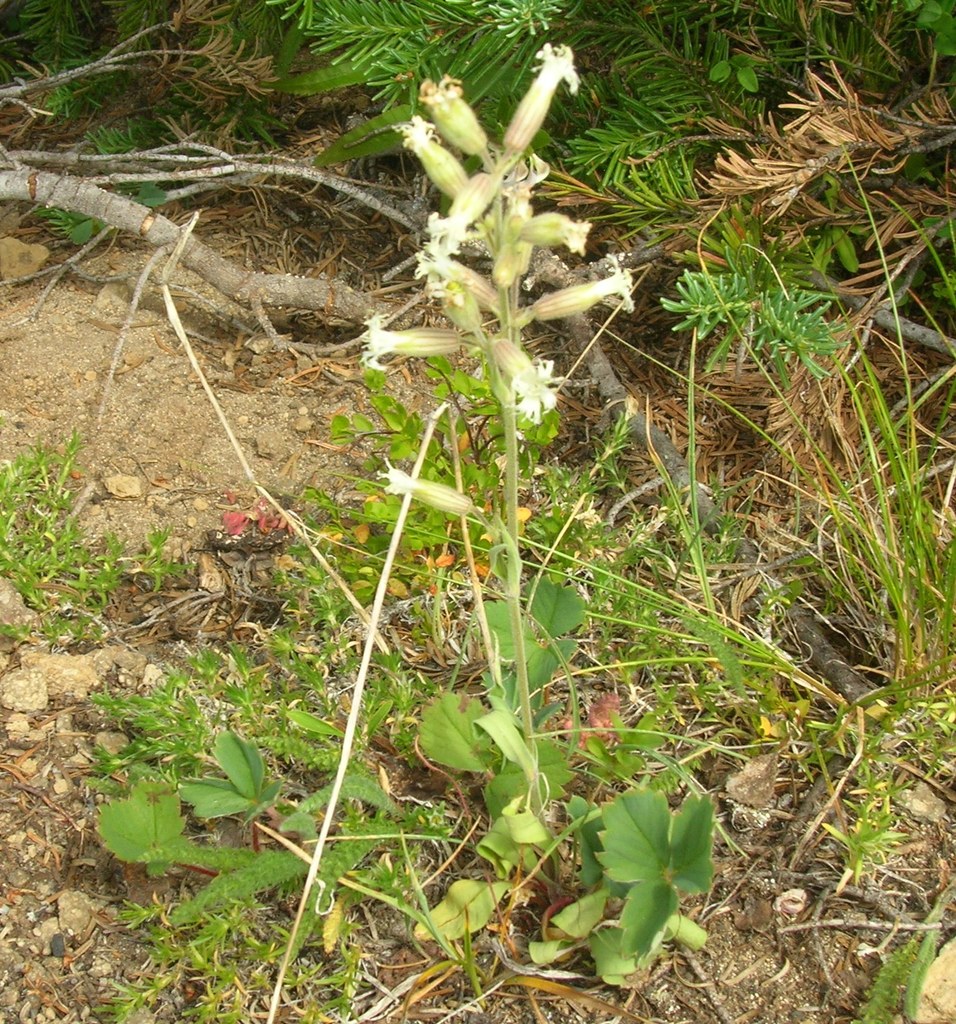 Silene oregana (Oregon campion), native California herb