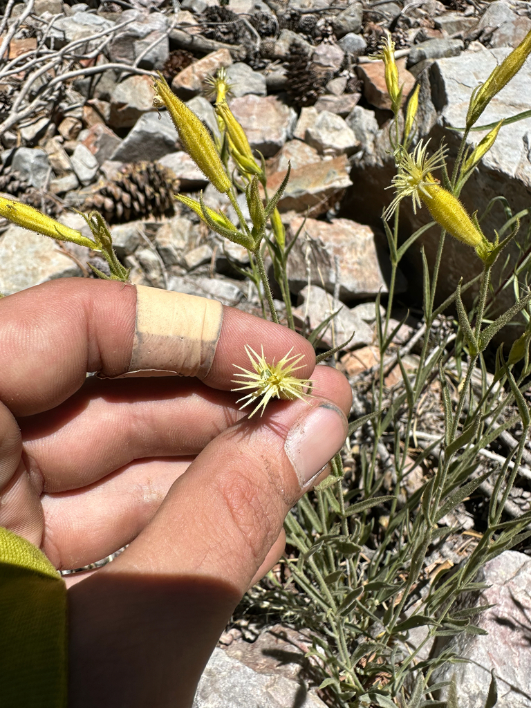 Silene parishii (Parish's catchfly), native California herb