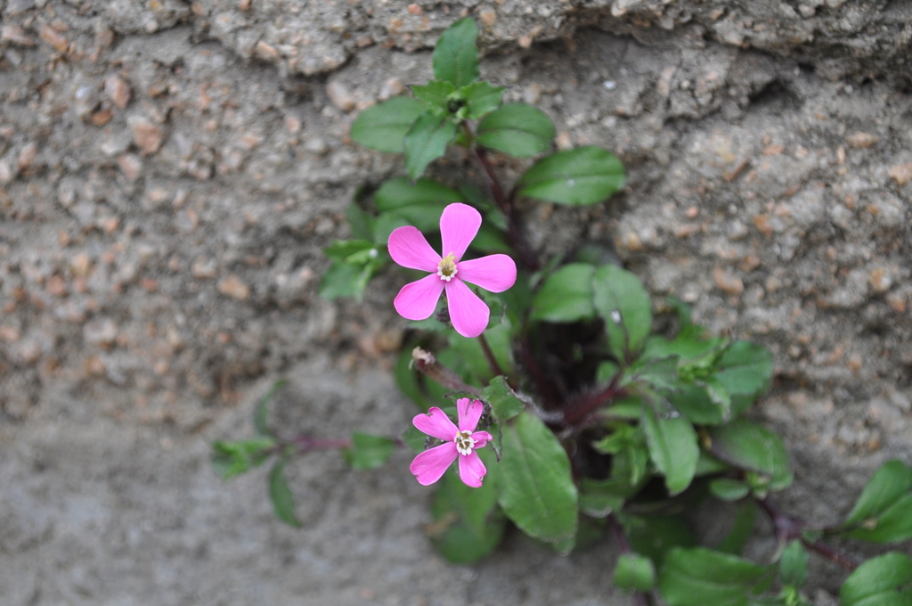 Silene pseudatocion (North african catchfly), non-native California herb