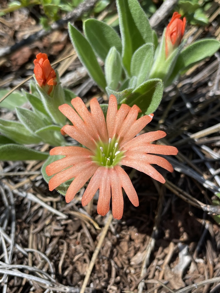 Silene salmonacea (Klamath mountain catchfly), native California herb