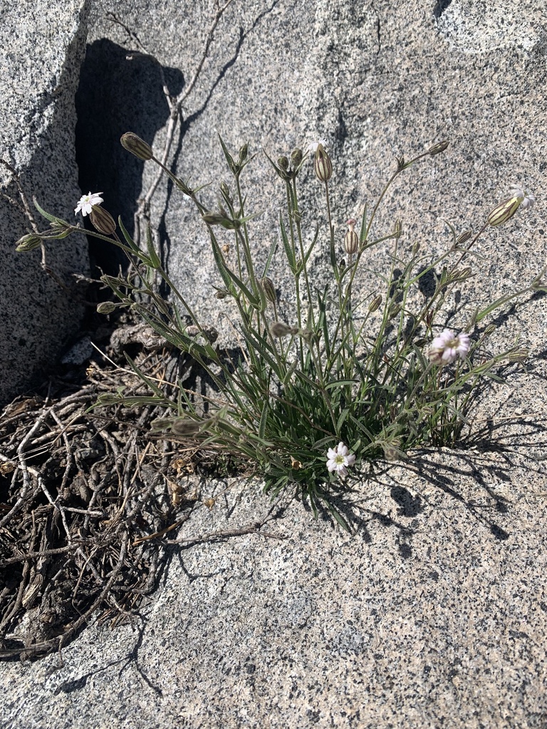 Silene sargentii (Sargent's catchfly), native California herb