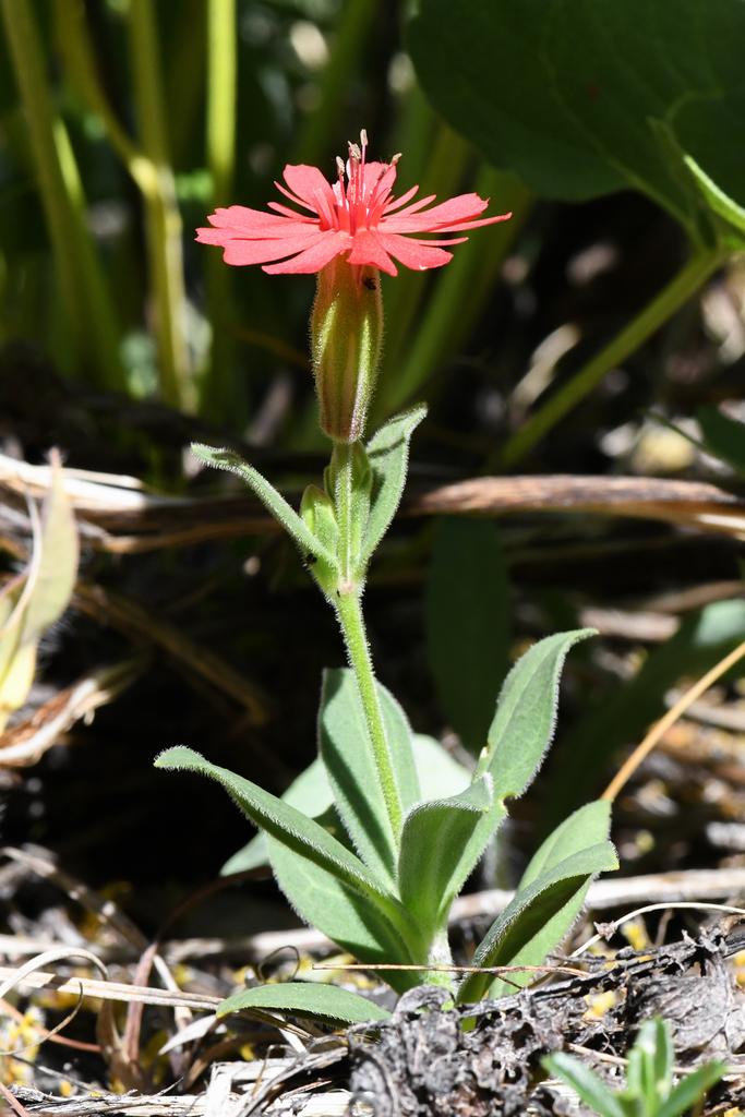 Silene serpentinicola (Serpentine catchfly), native California perennial
